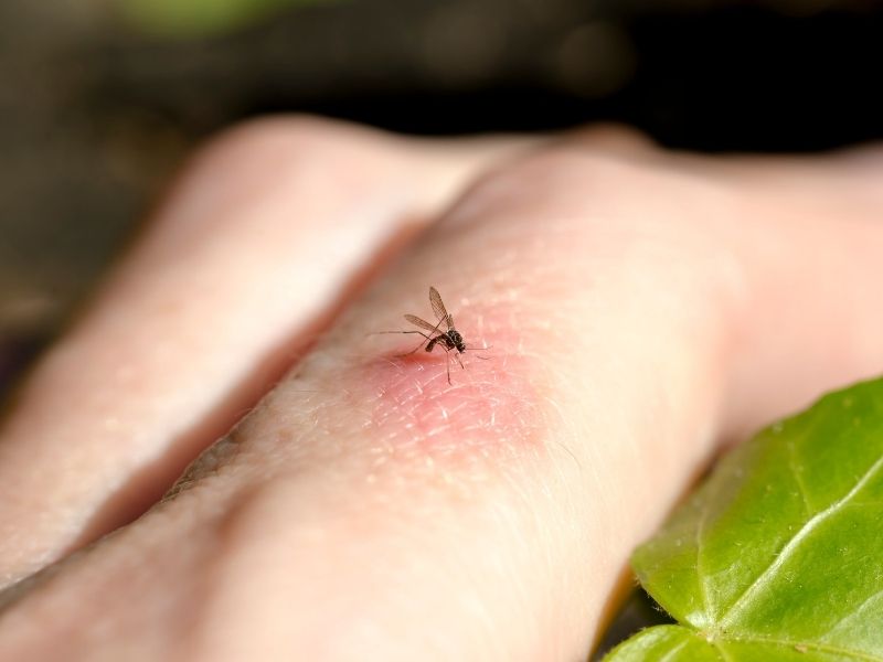 muggenbeet behandelen